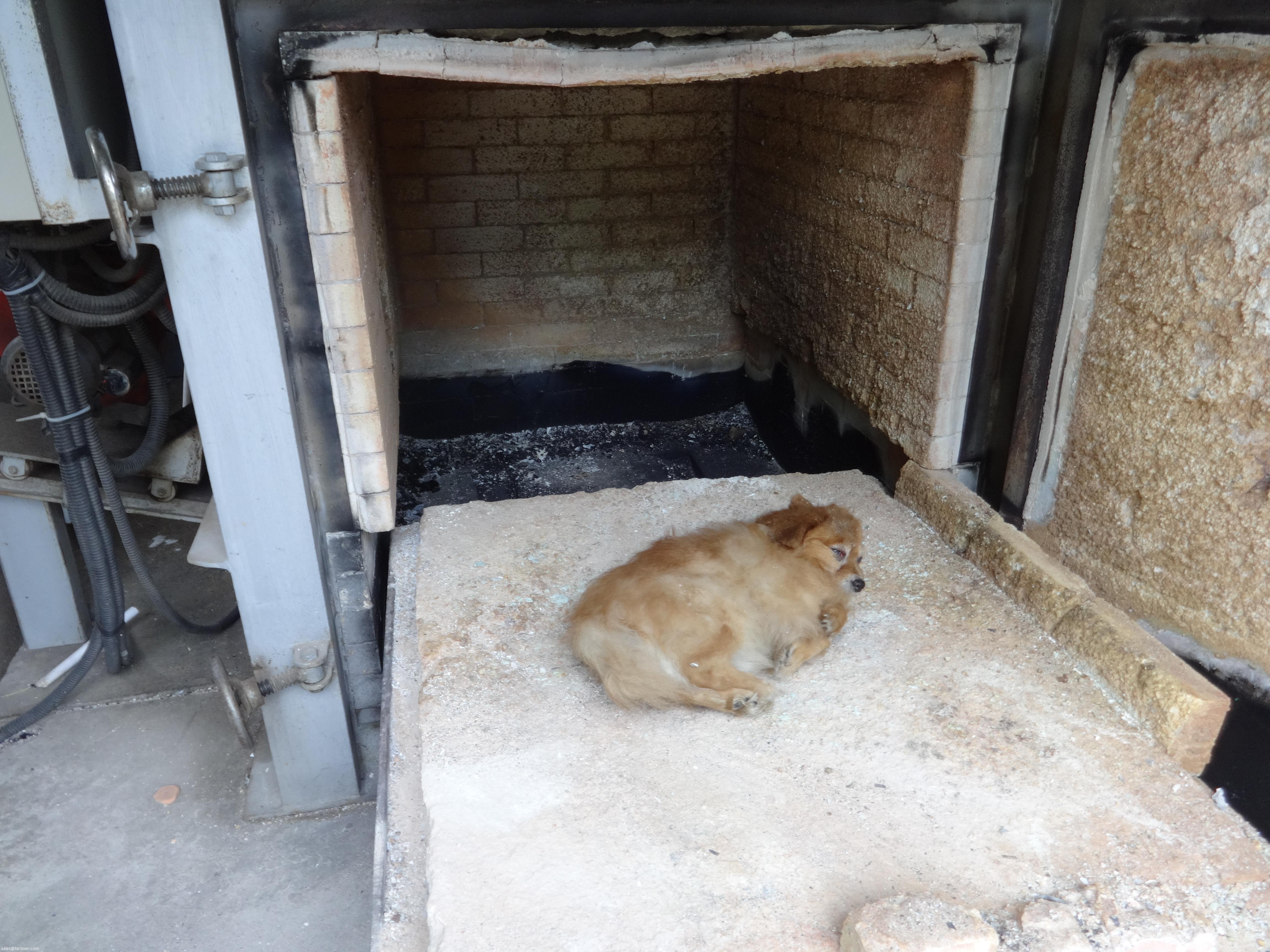 Кремация кошек в москве цена